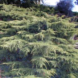 Juniperus horizontal 'Old Gold'